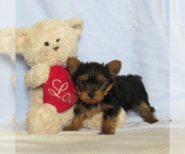 Medium Photo #1 Yorkshire Terrier Puppy For Sale in LEBANON, PA, USA