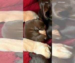 Medium Labrador Retriever