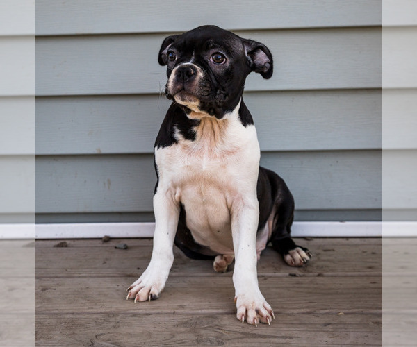 Medium Photo #6 Boston Terrier Puppy For Sale in WAKARUSA, IN, USA