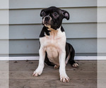 Small #5 Boston Terrier