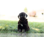 Small Photo #7 Schnauzer (Miniature) Puppy For Sale in WARSAW, IN, USA