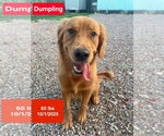 Dumpling - Male Golden Retriever Dog for Adoption - Small photo