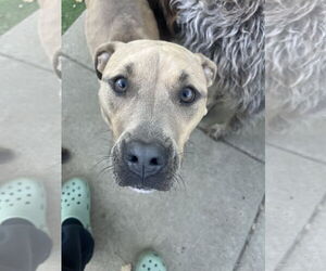 Tip - Female American Bulldog-Unknown Mix Dog for Adoption - Photo #20