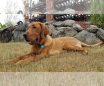 Small Photo #1 Labrador Retriever Puppy For Sale in LITCHFIELD, MN, USA