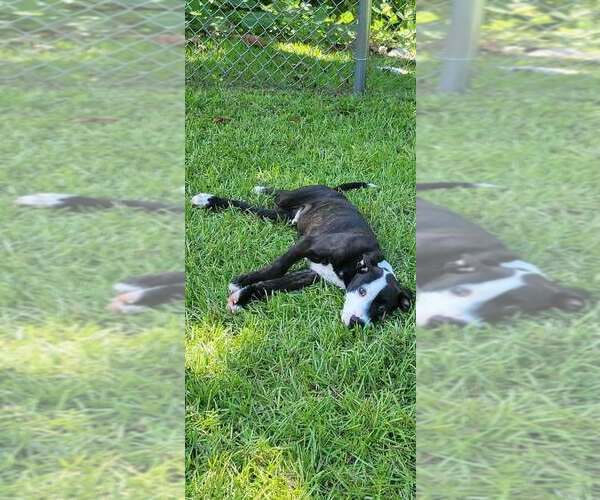 Medium Photo #3 Mutt Puppy For Sale in Wenonah, NJ, USA