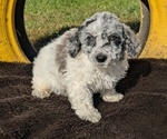 Puppy Nugget Poodle (Miniature)