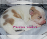 Small Photo #5 Pomsky Puppy For Sale in SEQUIM, WA, USA