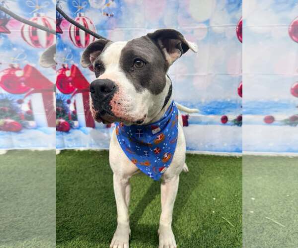 Medium Photo #3 American Bulldog Puppy For Sale in Pompano Beach , FL, USA