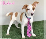 Small #2 Jack Russell Terrier Mix