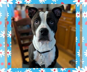 Mutt Dogs for adoption in Uwchlan, PA, USA