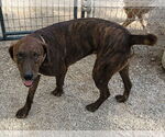 Small #7 German Shorthaired Pointer-Treeing Walker Coonhound Mix