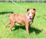 Small #1 American Pit Bull Terrier Mix