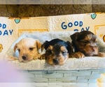Small Photo #2 Yorkshire Terrier Puppy For Sale in FRESNO, CA, USA