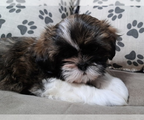 Medium Photo #1 Shih Tzu Puppy For Sale in BERRYVILLE, VA, USA