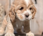 Small #2 Cocker Spaniel