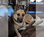 Small #1 German Shepherd Dog