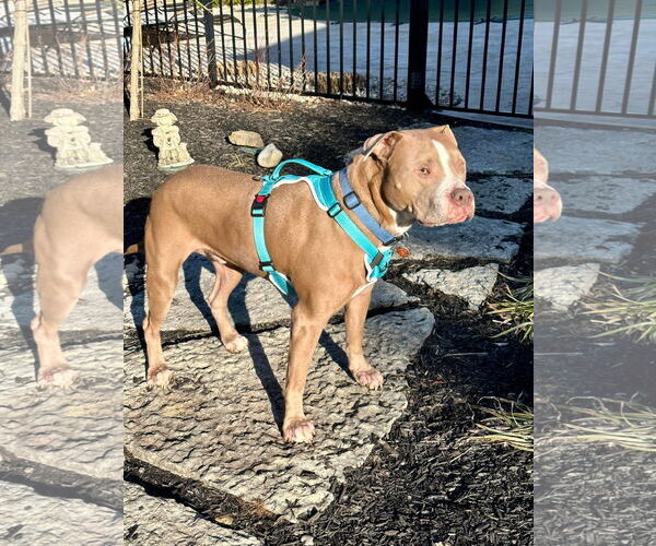 Medium Photo #10 American Pit Bull Terrier-Unknown Mix Puppy For Sale in Germantown, OH, USA