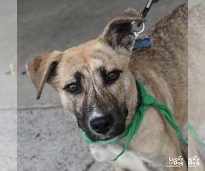 Peaches - Female Labrador Retriever-Unknown Mix Dog for Adoption - Photo #6