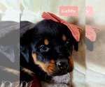 Small #9 Rottweiler