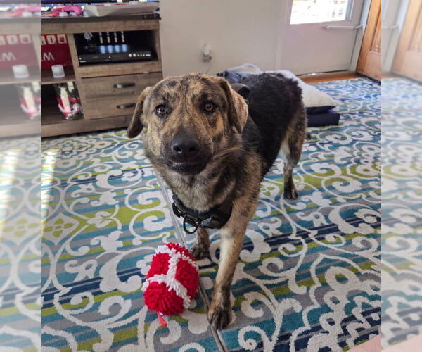 Medium Photo #8 Plott Hound-Unknown Mix Puppy For Sale in Grafton, WI, USA
