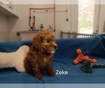 Puppy Zeke Poodle (Miniature)