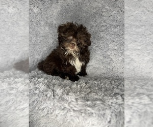 Shih-Poo Puppy for sale in INDIANAPOLIS, IN, USA