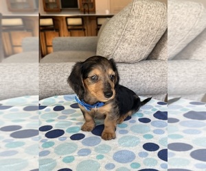 Dachshund Puppy for Sale in BELDING, Michigan USA