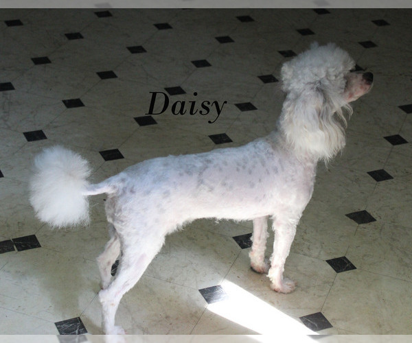 Medium Photo #31 Poodle (Toy) Puppy For Sale in CHANUTE, KS, USA