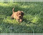 Small Photo #4 Cavapoo Puppy For Sale in ELKTON, KY, USA