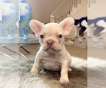 Small Photo #11 French Bulldog Puppy For Sale in MEMPHIS, TN, USA