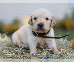 Golden Retriever Puppy for sale in LIBERTY, KY, USA