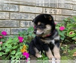 Small Photo #5 Shiba Inu Puppy For Sale in AVA, MO, USA