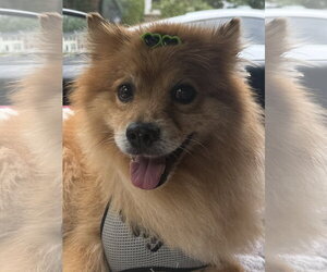 Buster - Female Pomeranian Dog for Adoption - Photo #2
