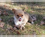 Small Photo #2 Pembroke Welsh Corgi Puppy For Sale in CLARK, MO, USA