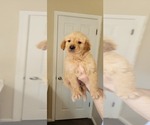 Small Photo #5 Golden Retriever Puppy For Sale in SELMA, CA, USA