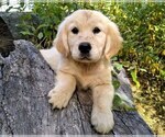 Small Photo #1 English Cream Golden Retriever Puppy For Sale in COLVILLE, WA, USA
