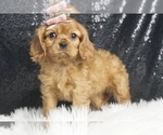 Puppy AKC Kawii Cavalier King Charles Spaniel