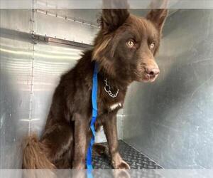 German Shepherd Dog-Siberian Husky Mix Dogs for adoption in Rancho Cucamonga, CA, USA