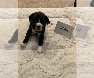 Boxer Puppy for sale in WEST POINT, UT, USA