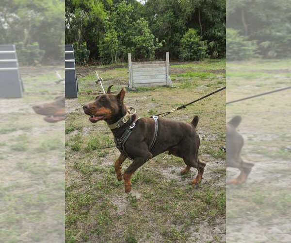 Medium Photo #59 Doberman Pinscher Puppy For Sale in FORT LAUDERDALE, FL, USA