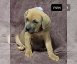 Small Photo #1 Cane Corso Puppy For Sale in POMEROY, OH, USA