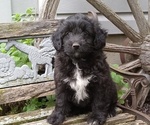 Puppy Indigo Aussiedoodle Toy