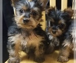 Small #16 Yorkshire Terrier
