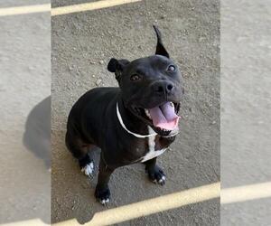 Mutt Dogs for adoption in Riverside, CA, USA