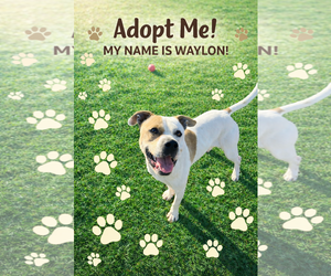 Mutt Dogs for adoption in Rootstown, OH, USA