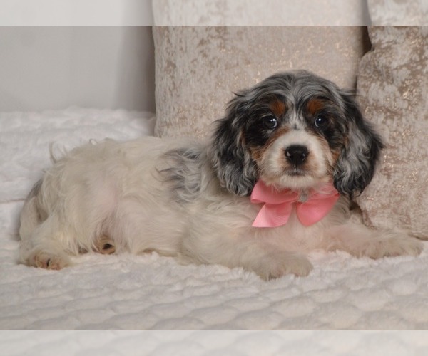 Medium Photo #27 Cavapoo Puppy For Sale in CHRISTIANA, PA, USA