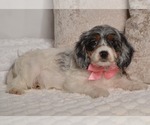 Small #26 Cavapoo
