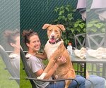 Small #16 Australian Shepherd-Catahoula Leopard Dog Mix
