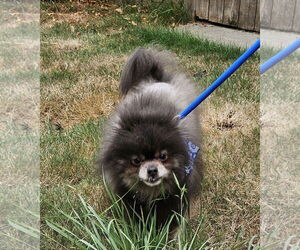 Mac Fox - Male Pomeranian Dog for Adoption - Photo #11