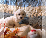 Small Photo #5 Coton de Tulear Puppy For Sale in W FIELD, NC, USA